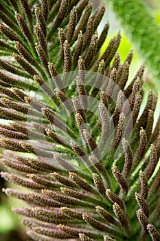 Close up image of gunnera manicata