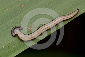 Hammerhead Worm from Borneo