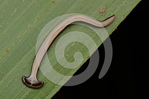 Hammerhead Worm from Borneo