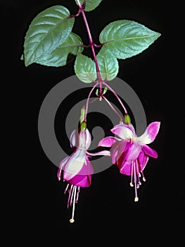 Hanging Fuchsia Blooms - Against black background photo