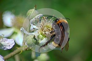 Close up image of a hardworking bumblebee searching for pollen on a wild rose