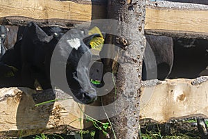 Close up image of a head of a cow in a corral at a farm. Space for text. Livestock and agriculture concept