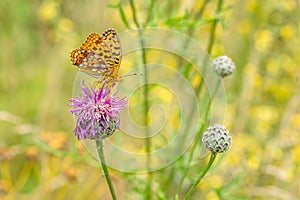 Close up image of a High Brown Fritillary