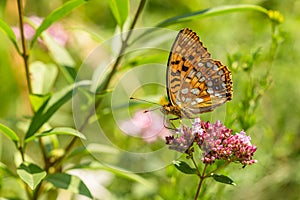 Close up image of a High Brown Fritillary butterfly