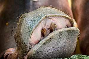 Mouth of hippo