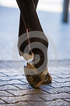 Close-up image of a horse& x27;s unshod hooves.