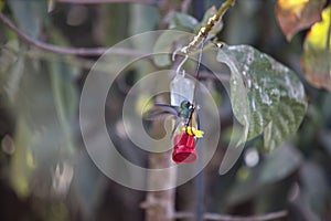 a hummingbird drinking water from a bird feeder hanging on a tree