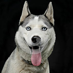 Close-up image of a husky with tongue out, have blue eyes, posing in front of black background.
