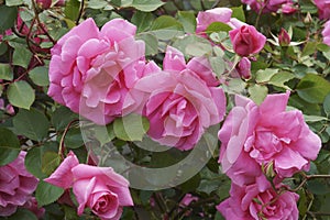 Close up image of hybrid rose flowers