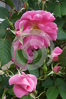 Close-up image of hybrid rose flowers.
