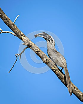 Close up image of Indian grey hornbill with food sitting on a dr