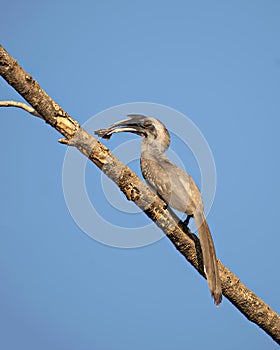 Close up image of Indian grey hornbill with food sitting on a dry tree branch with clear blue sky background