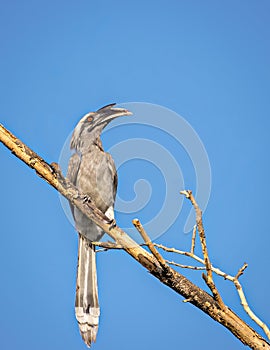 Close up image of Indian grey hornbill sitting on a dry tree.