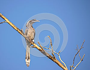 Close up image of Indian grey hornbill sitting on a dry tree branch.