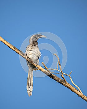 Close up image of Indian grey hornbill sitting on a dry tree branch with clear blue sky background