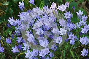 Close-up image of Ithuriels Spear flowers