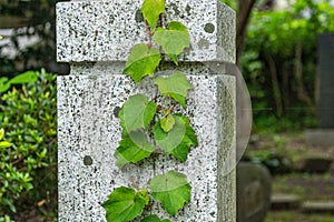 Close-up image of Ivy on stone pillar in small shinto shrine, Kanazawa city, Ishikawa Prefecture, Japan