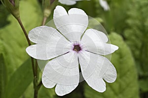 Close up image of Japanese primrose flower.