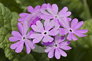 Close up image of Japanese primrose flowers.