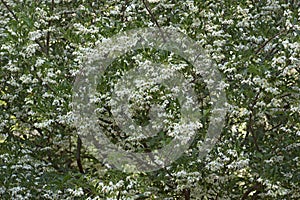 Close-up image of Japanese snowbell tree in blossom photo