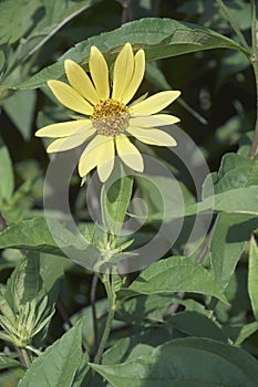 Close-up image of Jerusalem artichoke flower