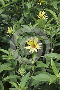 Close-up image of Jerusalem artichoke flower