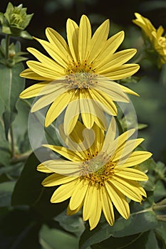 Close-up image of Jerusalem artichoke flowers