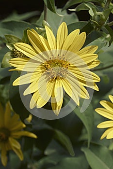 Close-up image of Jerusalem artichoke flowers