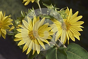 Close-up image of Jerusalem artichoke flowers