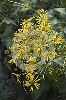 Close-up image of Jerusalem artichoke flowers