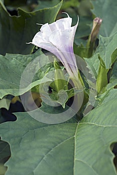 Close-up image of Jimsonweed flower and leaves
