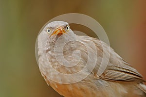 Close up image of jungle babbler bird, natural, nature, wallpaper