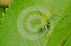 Close up image of a Katydid/Bush Cricket, Tettigoniidae
