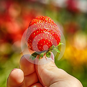 Close-up image of kid hands holding one strawberry. Female holding fresh strawberries after harvest from garden