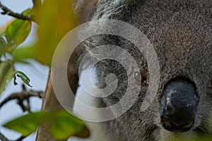 A close-up image of a koala bear perched on a tree branch in a lush bushland setting