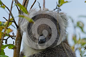 A close-up image of a koala bear perched on a tree branch in a lush bushland setting