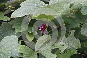 Close-up image of Kudzu flowers