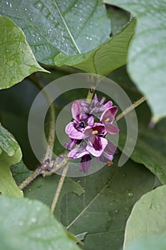 Close-up image of Kudzu flowers