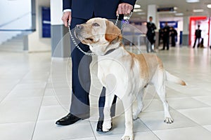 Close up image of a Labrador dog for detecting drugs at the airport standing near the customs guard