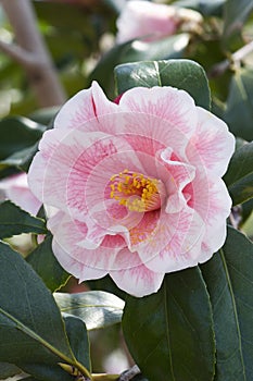 Close-up image of Lady Vansittart camellia flower