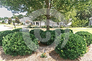 Close up image of a a landscaped tree and shrubs to hide an unsightly utility box in yard