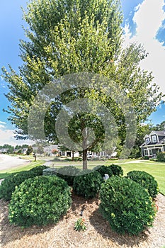 Close up image of a a landscaped tree and shrubs to hide an unsightly utility box in yard