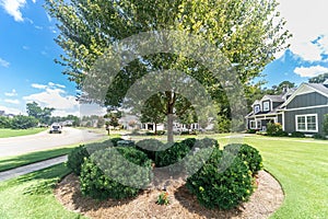Close up image of a a landscaped tree and shrubs to hide an unsightly utility box in yard