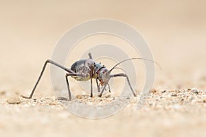 Close up image of a large armour plated ground cricket. Namibia. Macro shot. On rocky ground. Searching for food. Scary looking in