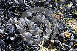 A close up image of a large bed of black shelled mussels