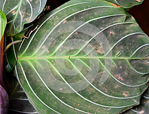 Large Round Green Leaf of Maranta - Abstract Texture Natural Background photo