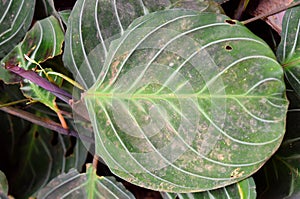 Large Round Green Leaf of Maranta - Abstract Texture Natural Background photo