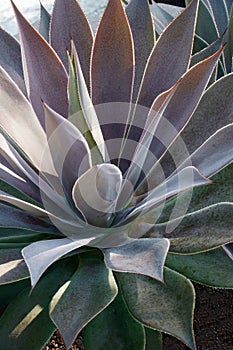 Close-up image of Lavender Lady Mangave