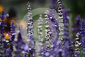 Lavender stems in close up