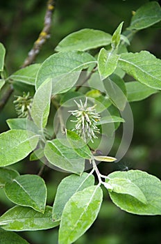 Close up image of leaves and catkins of Bebb\'s willow